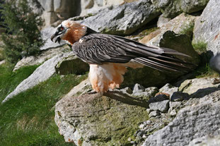 Bartgeier (Foto: Hopf Dieter, LBV Bildarchiv)