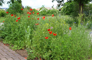 Bluehflaeche im Vorgarten (Foto: Bria Peter, LBV Bildarchiv)