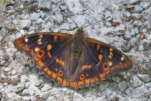 Kleiner Schillerfalter (Foto: Sabine Jockisch, Naturfotografiegruppe)