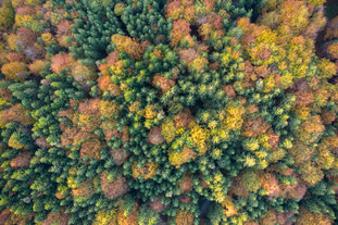 Herbstfärbung in den bayerischen Alpen (Foto: Dr. Olaf Broders, LBV-Bilddatenbank)
