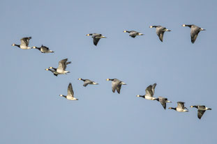 Weisswangengaense im Flug (Foto: Derer Frank, LBV Bildarchiv)
