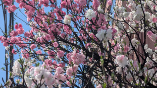 2026年春。公演旅中に、コラムの文章を考えながら花見散歩。1本の木から3色の桜。今年は3月半ばから4月末の東北旅まで1か月以上、各地の桜を楽しむことができました。