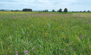  Artenreiche Nasswiese, Foto: Birgit Weis