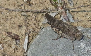 Gefleckte Schnarrschrecke mit einer Dornschrecke, Foto: Robert Bradish