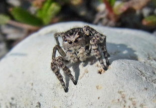 V-Springspinne, Foto: Robert Bradish