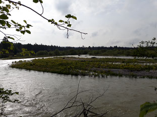 Wiederansiedlungsstandort am 13.05.2019: ein kleineres Hochwasser erreicht die höheren Bereiche der Insel nicht, Abfluss: 103 m³/s, Foto: Fabian Unger