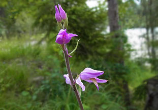 Rotes Waldvögelein, Foto: Robert Bradish