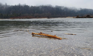 Isar bei Wolfratshausen, Foto: Andrea Arends