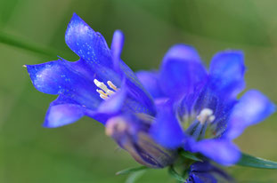 Blüten des Lungenenzians in einem gepflegten Hangquellmoor in Puppling, Foto: Fabian Unger