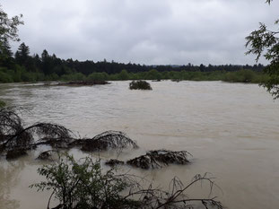 Wiederansiedlungsstandort am 23.05.2019: das Hochwasser überspült die gesamte Insel, Abfluss ca. 196 m³/s, Foto: Fabian Unger