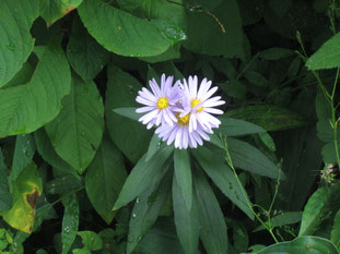 嫁菜(野紺菊?)