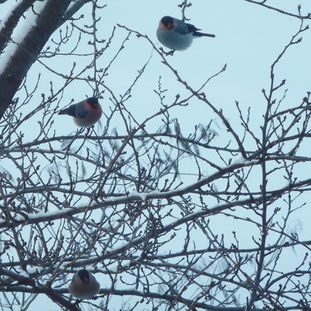 朝の窓にウソ鳥が。コロコロして可愛いんですよね