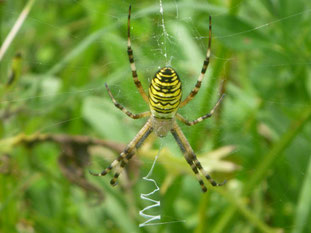 Wespenspinne, Foto: Wagenstaller