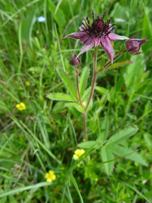 Sumpfblutauge, Foto: Wagenstaller