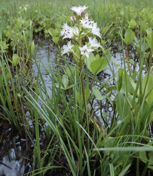 Fieberklee, Foto: Schecher