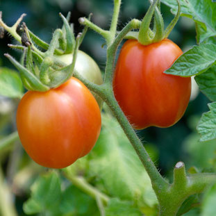 tomaten, kweken, zaaien, verzorgen, voeding, mest, afharden, uitplanten, potgrond, pizza tuin, pizza oven