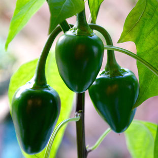 paprika, chili, kweken, zaaien, verzorgen, voeding, mest, afharden, uitplanten, potgrond, pizza tuin, pizza oven