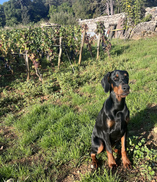 Alba Della Guardia Nera - 5 mois