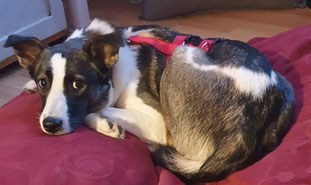 Gerda wurde  durch MIRA-Hundehilfe Moskau e.V. vermittelt.