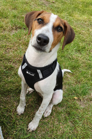 Emma wurde  durch MIRA-Hundehilfe Moskau e.V. vermittelt.