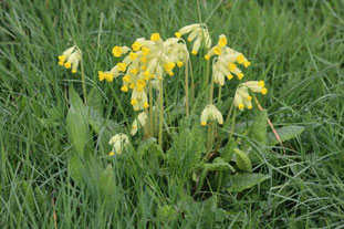 Photo décorative fleur jaune d'été