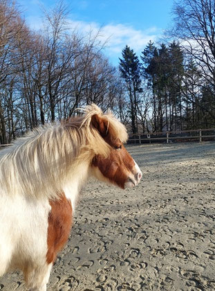 Helgi steht auf dem Reitplatz vor dem kleinen Wäldchen, diesmal von der anderen Seite fotografiert. Seine Mähne weht im Wind, sein Gesichtsausdruck ist entspannt