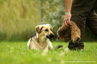 Durch das Schulen der Selbstkontrolle des Hundes…