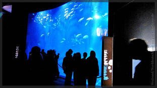 Ozeaneum, Stralsund