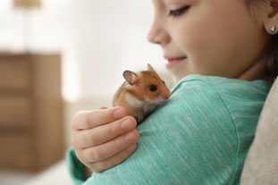 Goldhamster zahm, süsse Goldhamster, Goldhamster vor Kauf, Goldhamster Anschaffungskosten, Goldhamster Käfig, Goldhamster Haustier, Nagetier, Ben Nager, www.bennagerbooks.com