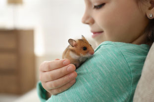Goldhamster zahm, süsse Goldhamster, GoldhamsterAlsHaustierGeeignet?,Goldhamster vor Kauf, Goldhamster Anschaffungskosten, Goldhamster Käfig, Goldhamster Haustier, Nagetier, Ben Nager, www.bennagerbooks.com