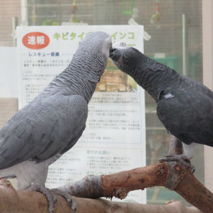 エスカレートすると、他の妖夢に吐き戻しをします。