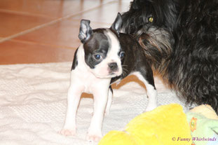 BOSTON TERRIER vom Züchter, Boston Terrier Welpen kleine Gewichtsklasse abzugeben..., unsere Boston Terrier Zucht in Rheinland-Pfalz/Deutschland!