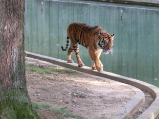 Tiger aus dem Washington Zoo