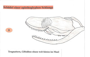 Zeichnung eines Schädels einer opisthoglyphen Schlange
