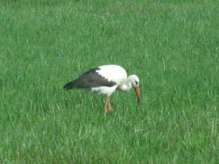 Storch im Gras