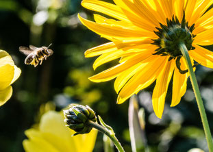 In Zeiten des Bienensterbens ein wichtiger Feiertag: der Tritt-nicht-auf-eine-Biene-Tag. Foto: pexels.com