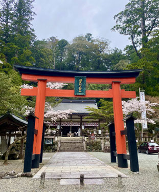 丹生川上神社中社の桜