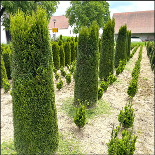 Toskana Thuja breit