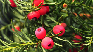 Eibe - Garten, Wohnen, Neubaugebiet, Bauvorhaben, Baukosten, Preis, Fertighecke, Sichtschutz, Gärtnerei, Efeu, Taxushecke, Eibe, Hecke, Park Stechpalme, Liguster, Kirschlorbeer, winterfest, Hecke pflegen - Fertighecke pflegeleicht, winterhart