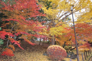 第15回「成田山公園紅葉まつり