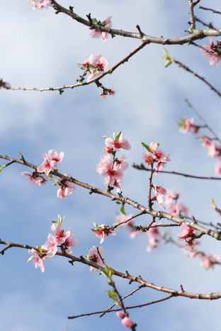 Mandelblüten-Baum, Naturfotografie, feine Fotografie