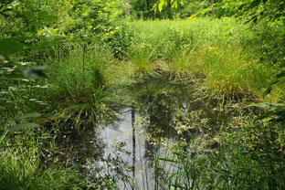Tümpel (Foto: Klaus Müller, LBV Bildarchiv)