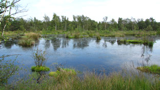 Teichgebiet (Foto: Thomas Staab, LBV Bildarchiv)