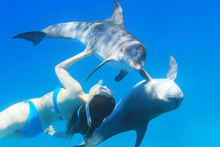 バハマドルフィンスイムクルーズツアー:イルカとドルフィンスイマー