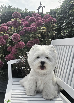 Westies von de Bek