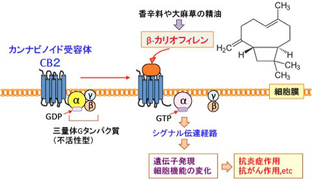 ●お知らせ●知ってた方が良いこと●メディカルアロマ紹介●症例