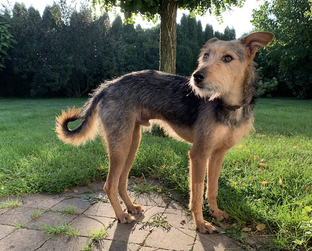 Unsere Hunde Otterhoundforever