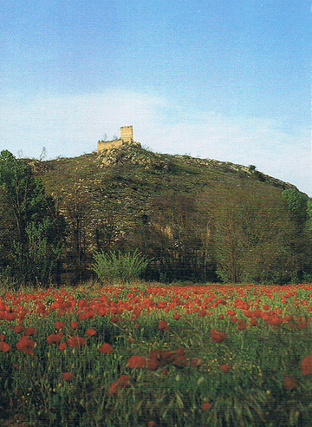 Campo de amapolas y resto de una construcción en el parque natural de la Font Roja en la Comunidad Valenciana.  