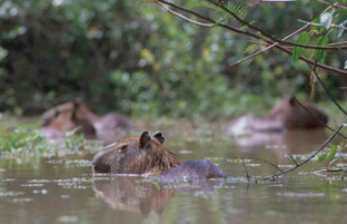 Capybara (Wasserschwein) im Amazonas