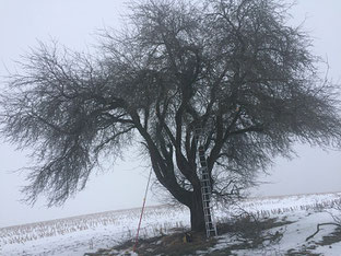 Obstbaumschnitt alter ungepflegter Bäume in Biberach an der Riss